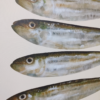 Quadro Canvas Peixes 92x72 cm - Imagem 3