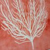 Quadro Canvas Coral Moldura Branca - 62x52 cm - Imagem 3