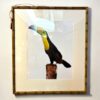 Quadro Tucano com Vidro| Moldura em Bambu|63x73 cm