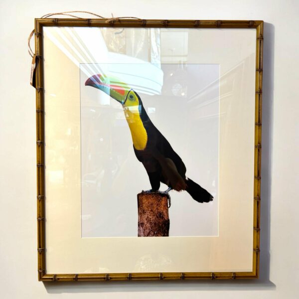 Quadro Tucano com Vidro| Moldura em Bambu|63x73 cm