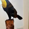 Quadro Tucano com Vidro| Moldura em Bambu|63x73 cm - Imagem 5